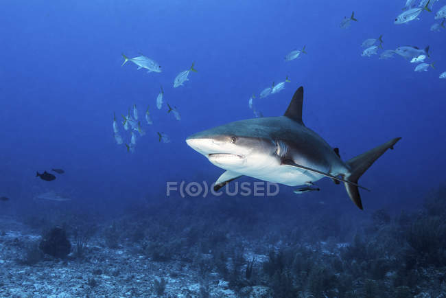 Tubarão-recife caribenho e escola de peixes — Fotografia de Stock
