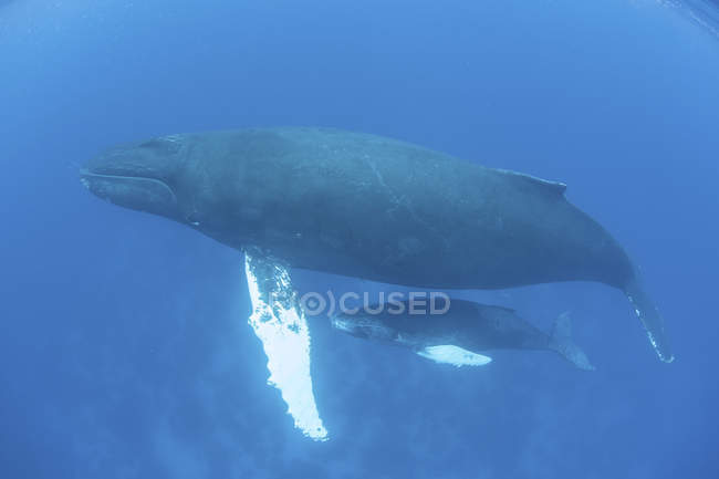 Baleia jubarte mãe e bezerro — Fotografia de Stock