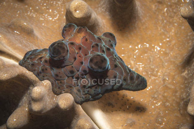 Coriocella nigra lumaca di mare — Foto stock