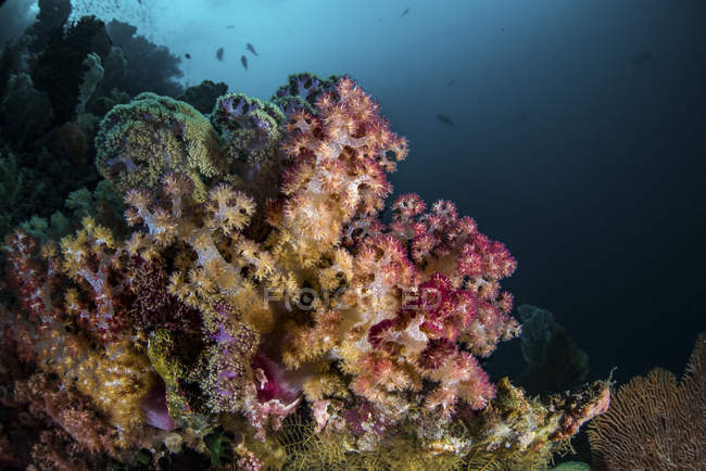 Coral suave colorido en el arrecife - foto de stock