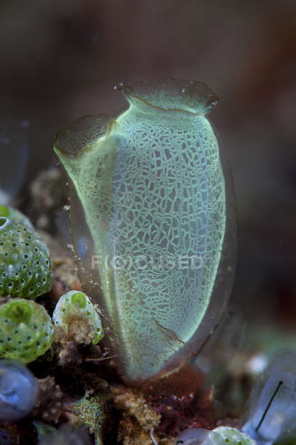 Барвисті tunicate на риф в Lembeh протоки, Індонезії — стокове фото