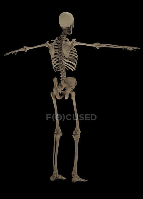 Representación 3D del sistema esquelético humano sobre fondo negro - foto de stock