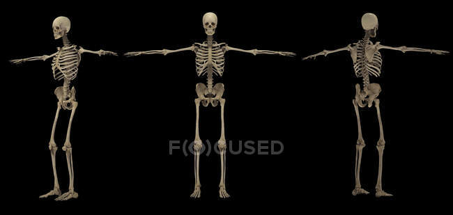 Rendering 3D del sistema scheletrico umano su sfondo nero — Foto stock
