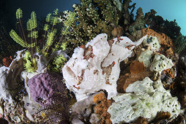 Гигантские лягушки, замаскированные на рифе — стоковое фото