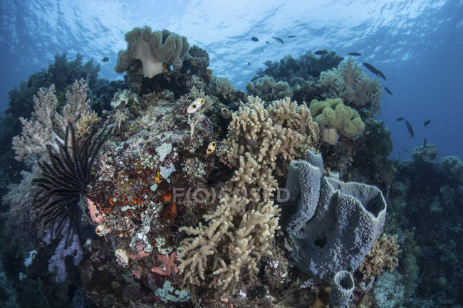 Corais de construção de recifes em águas rasas — Fotografia de Stock