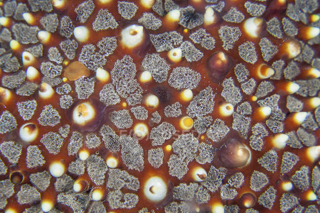 Colorato colpo di primo piano della pelle della stella del mare, Stretto di Lembeh, Indonesia — Foto stock