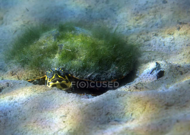 Map turtle laying on sandy bottom — Stock Photo