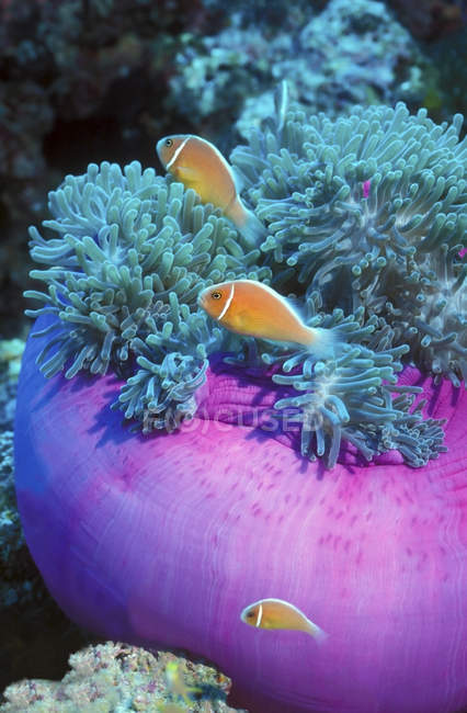 Anemonenfische in der Nähe von Purpuranemonen — Stockfoto