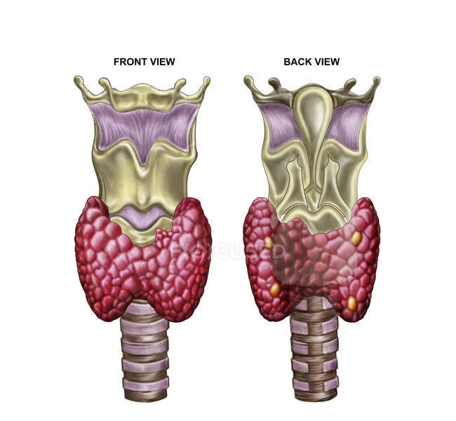 Анатомия щитовидной железы с гортани и хряща — стоковое фото