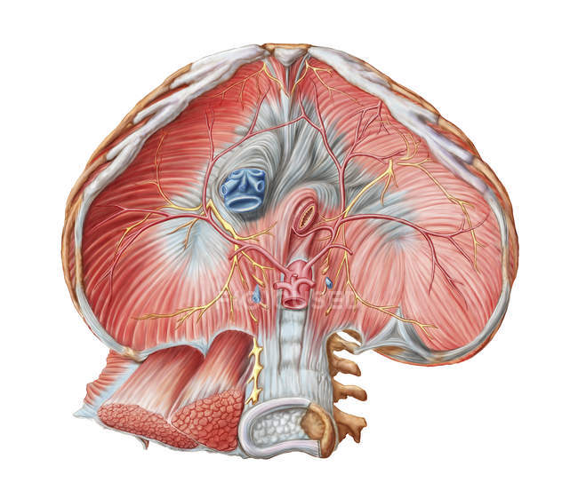 Abdominal surface of diaphragm through abdomen — Stock Photo