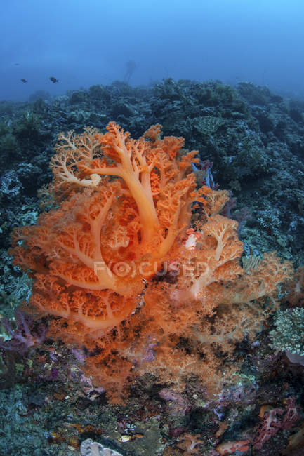 Яркие мягкие коралловые колонии на рифе в проливе Лембе, Индонезия — стоковое фото
