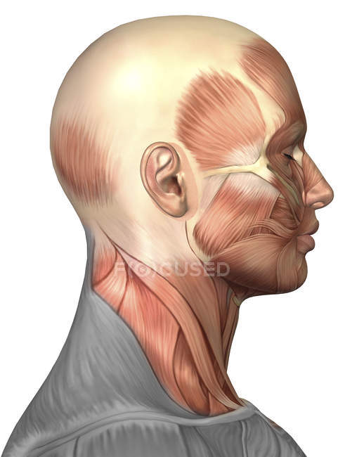 Anatomy of human face muscles — Stock Photo