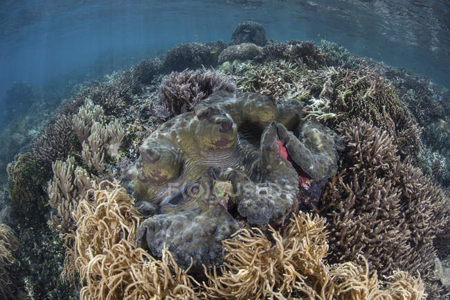 Vongole giganti che crescono in acque poco profonde — Foto stock