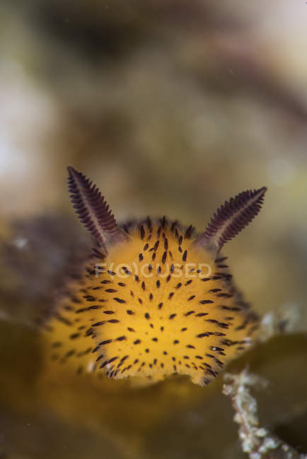 Jorunna parva nudibranche — Photo de stock