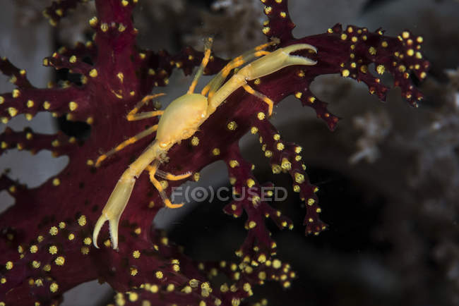 Amarelo coroa caranguejo closeup tiro — Fotografia de Stock