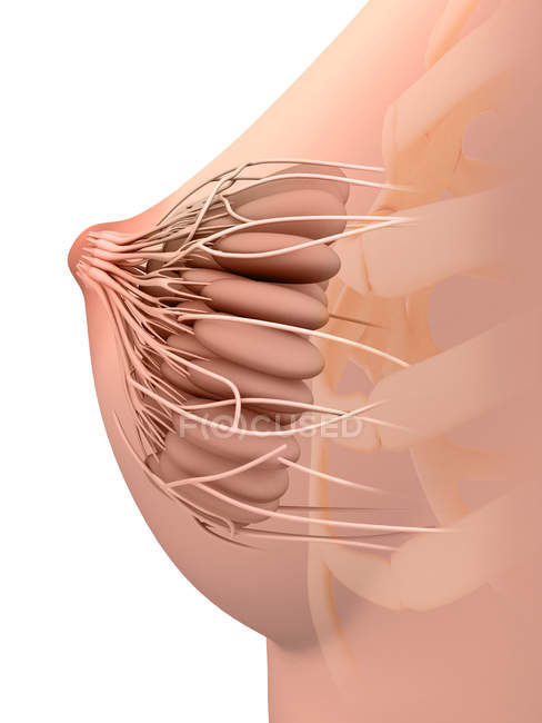 Ilustración médica de la anatomía de mama femenina - foto de stock