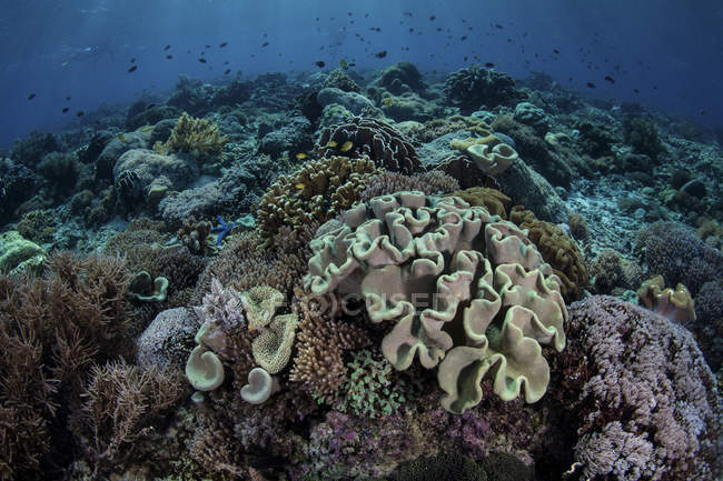 Arrecife de coral en el Parque Nacional Komodo - foto de stock