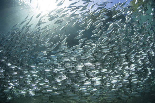 Scads swarming above sandy seabed — Stock Photo