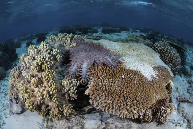Corona di spine stella marina sui coralli — Foto stock