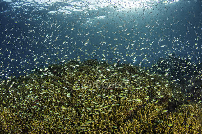 Damselfish school swimming above coral reef — Stock Photo