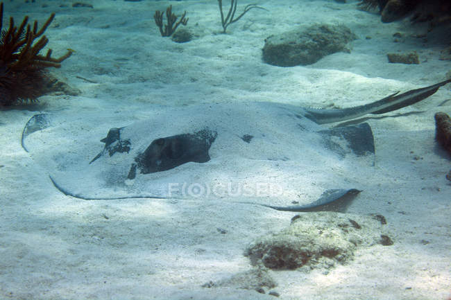 Southern stingray laying covered in sand — Stock Photo