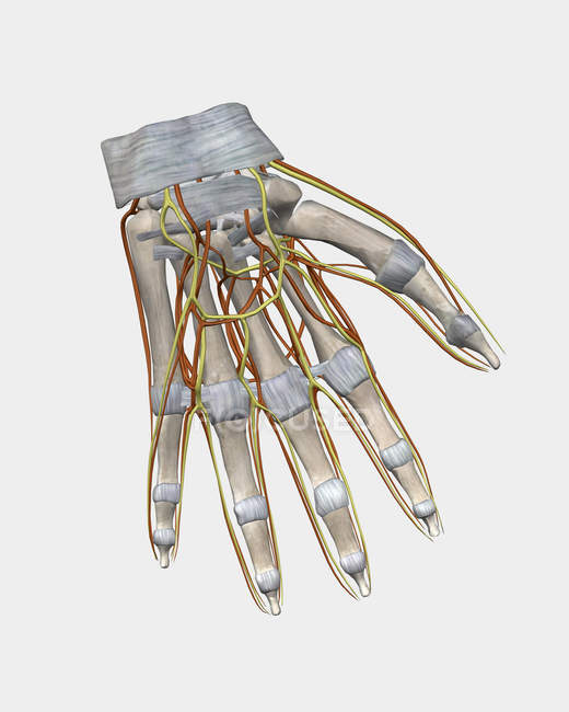 Struttura ossea della mano umana con vene — Foto stock