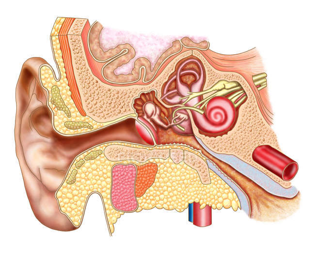 Медична ілюстрація анатомії вуха людини — стокове фото