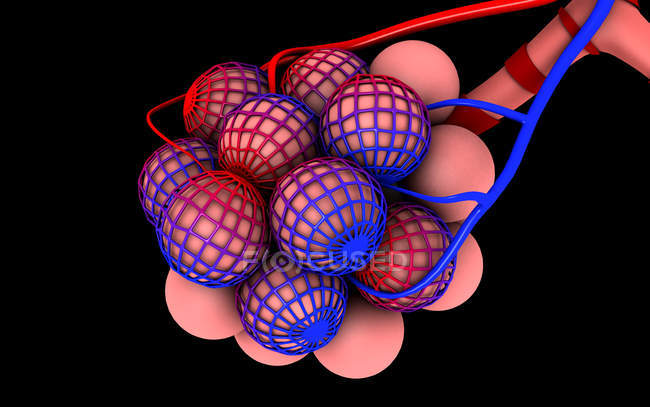 Medizinische Illustration der Lungenbläschen auf schwarzem Hintergrund — Stockfoto