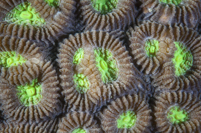 Pólipos de coral arrecifal - foto de stock