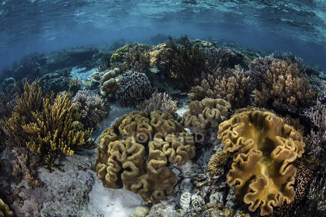 Reef full of soft corals — Stock Photo