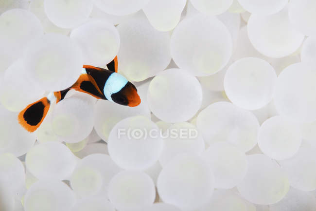 Clownfish snuggling in host anemone — стоковое фото