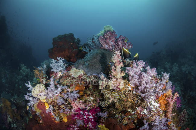 Arrecife con corales blandos y anémonas - foto de stock