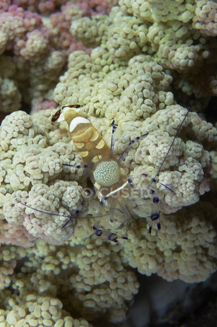 Emperor shrimp on white soft coral — Stock Photo