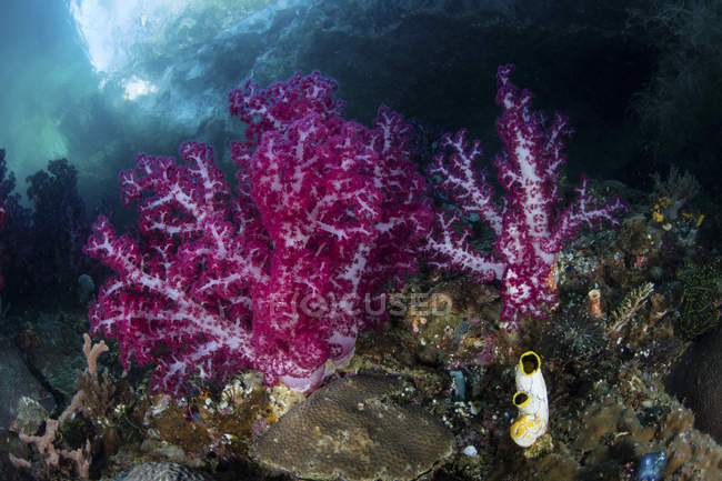 Coralli molli che crescono sull'isola di calcare — Foto stock