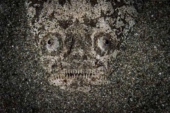 Sternengucker versteckt sich unter Sand — Stockfoto