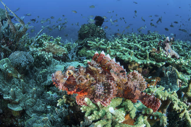 Scorpionfish venimeux sur le récif corallien — Photo de stock