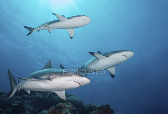 Tiburones arrecifes grises en agua azul - foto de stock
