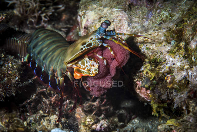 Mante paon crevettes portant des œufs — Photo de stock