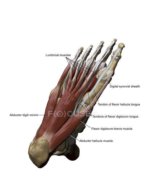 Стопа с накладными поверхностными мышцами и костными структурами — стоковое фото