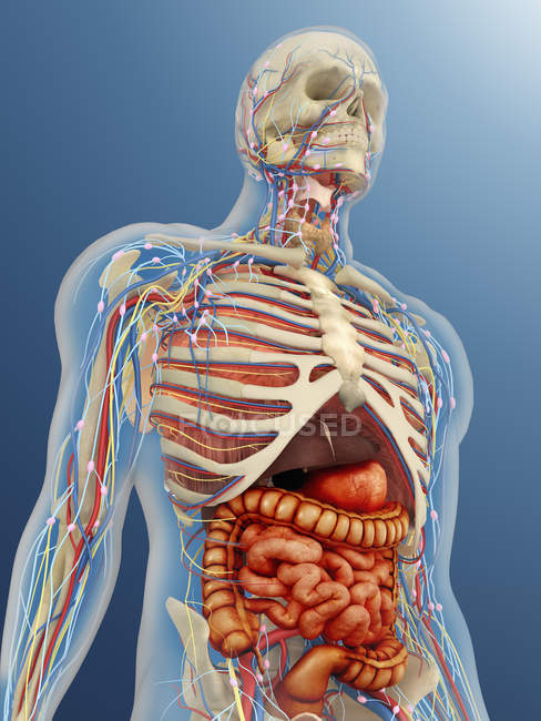 Corpo humano transparente com órgãos internos, sistemas nervoso, linfático e circulatório — Fotografia de Stock