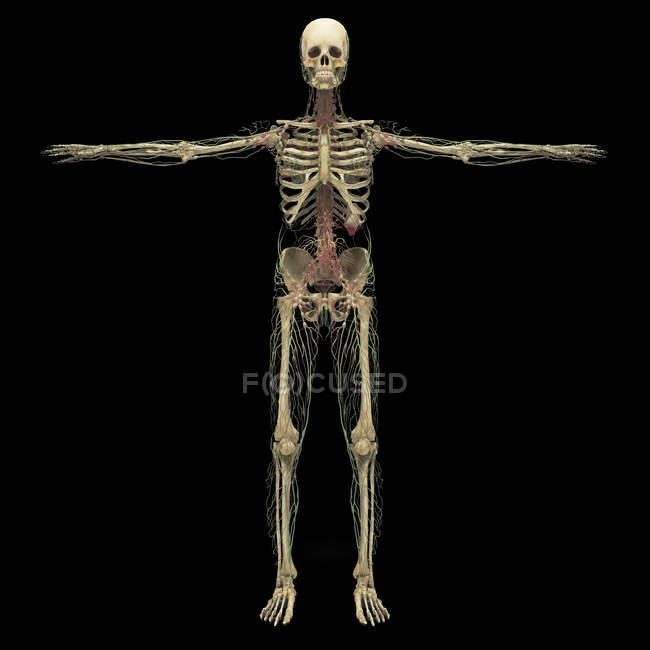 Representación 3D del sistema linfático humano con esqueleto - foto de stock
