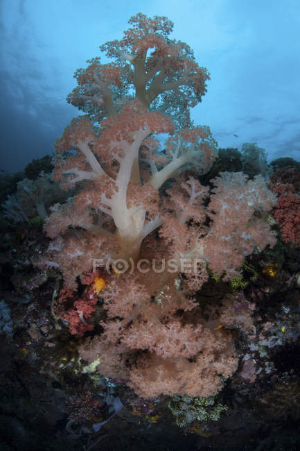 М'які корали, що процвітають на глибокому рифі — стокове фото