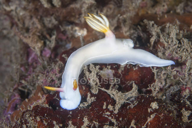 Nudibranch selodoris bullockii — стоковое фото