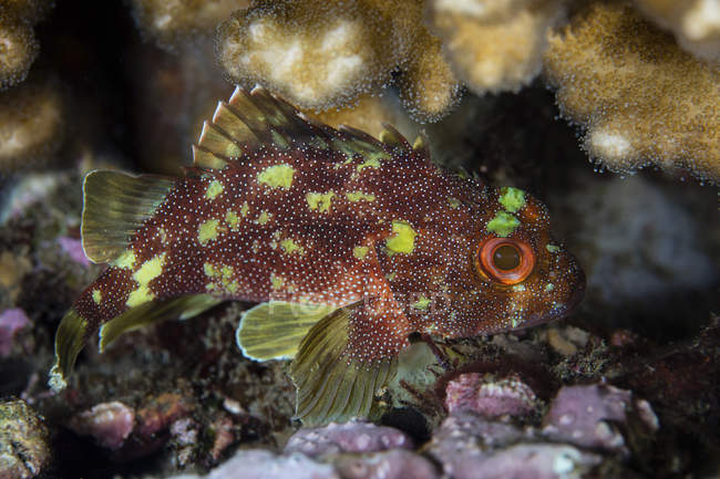 Yellow-spotted scorpionfish on reef — Stock Photo