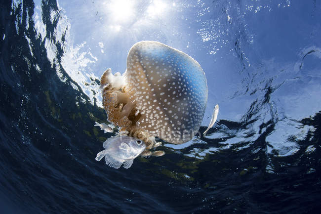 Медузы дрейфуют возле поверхности воды — стоковое фото