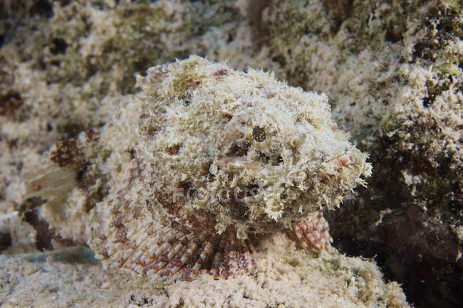 Scorpionfish tacheté juvénile — Photo de stock