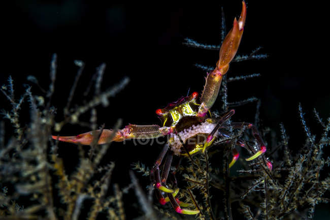 Crabe noir de corail aux œufs — Photo de stock