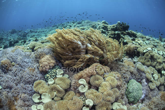 Corales en el arrecife en el Parque Nacional Komodo - foto de stock