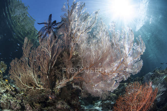 Gran gorgoniano creciendo en el arrecife - foto de stock