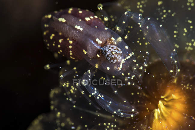 Commensal shrimp on anemone — Stock Photo